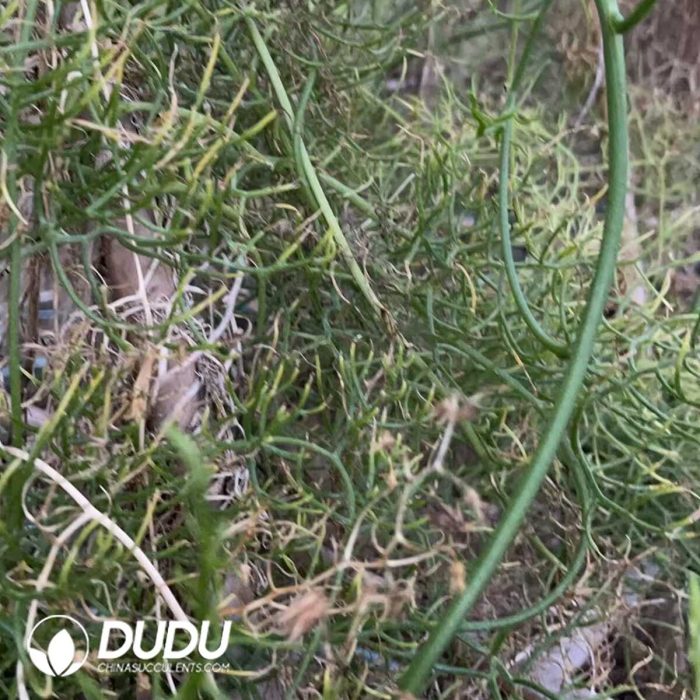 Bowiea volubilis (8cm+) - Image 2