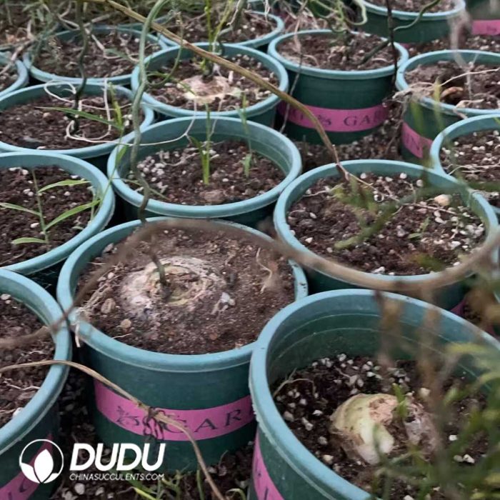 Bowiea volubilis (8cm+) - Image 3