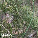 Bowiea volubilis - Image 2