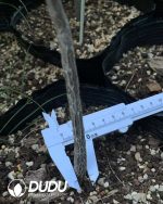 Bursera paradoxa - Image 2