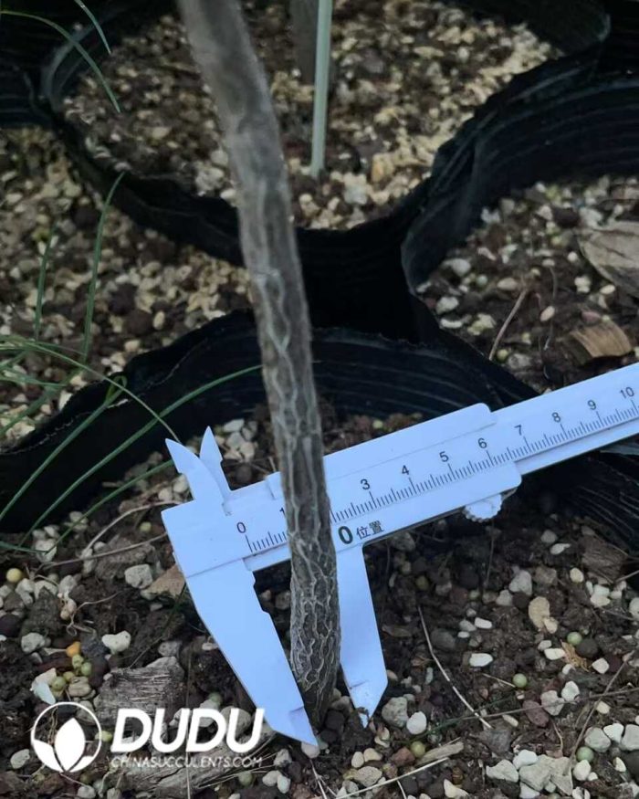 Bursera paradoxa - Image 2