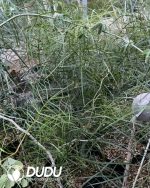 Bursera paradoxa - Image 3