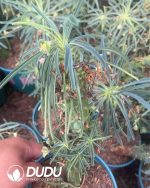 Euphorbia buruana - Image 2