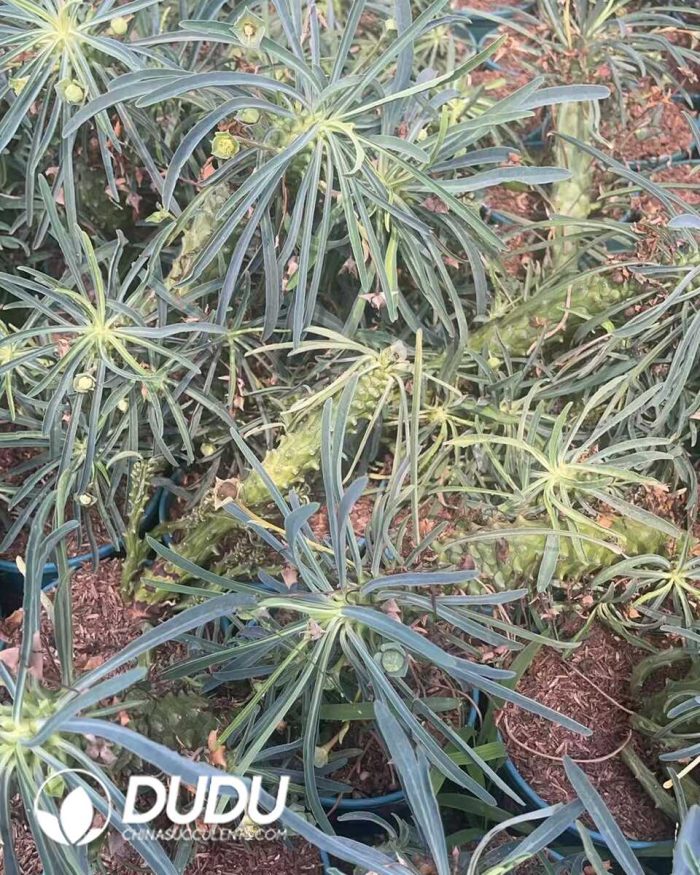 Euphorbia buruana - Image 3