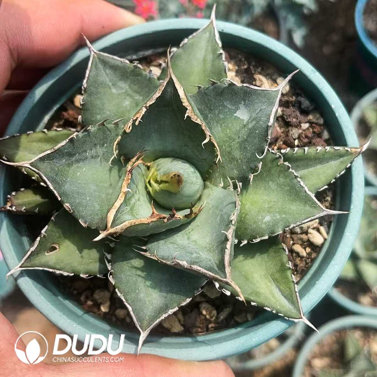 1750641204-e201.jpg Agave Aquaman - Image 1