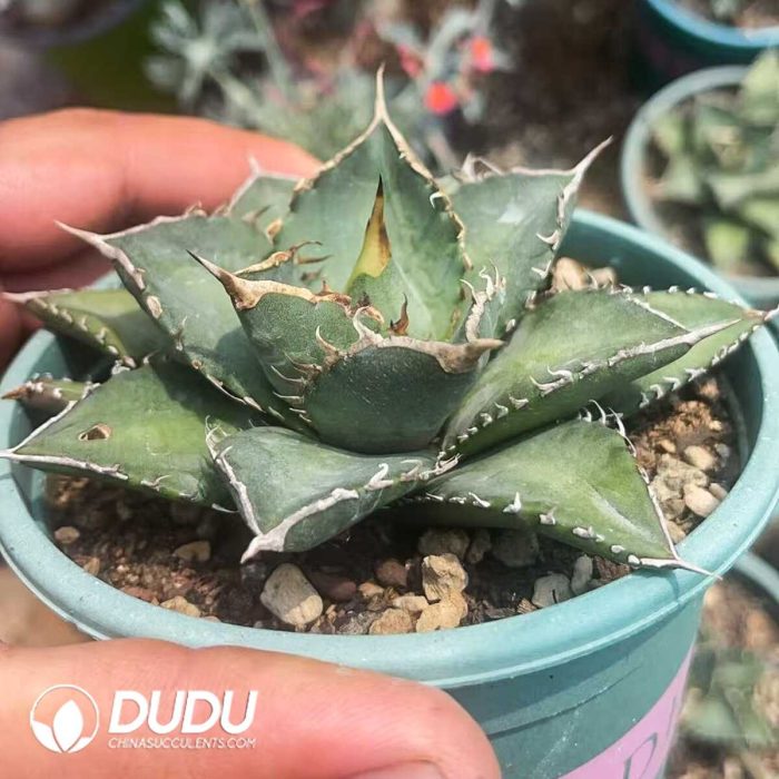 Agave Aquaman - Image 2