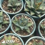 Agave Aquaman - Image 3