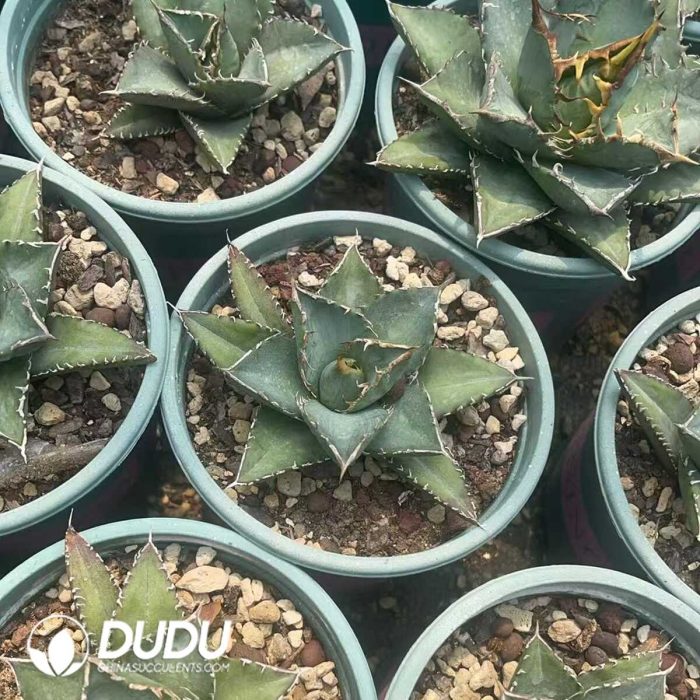 Agave Aquaman - Image 3