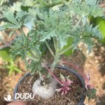 Jatropha cathartica Teran & Berlandier