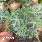 Jatropha cathartica Teran & Berlandier - Image 2