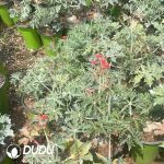 Jatropha cathartica Teran & Berlandier - Image 3