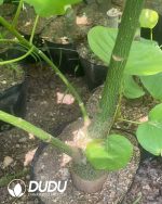 Pseudobombax ellipticum