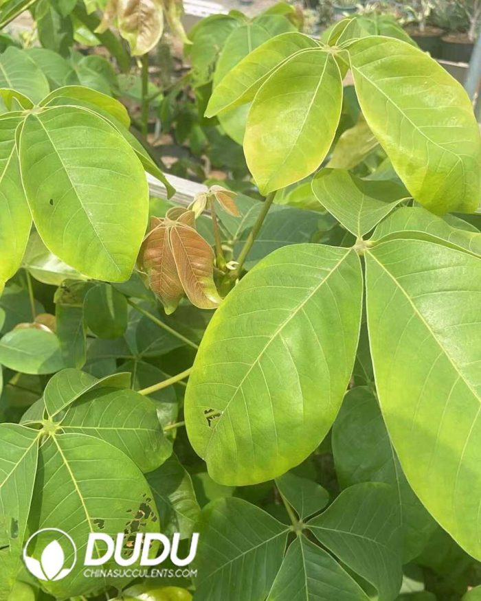 Pseudobombax ellipticum - Image 2