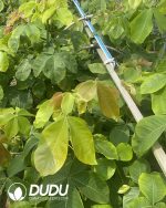 Pseudobombax ellipticum - Image 3