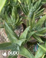 Aloe Diqi Aloe Vera - Image 3