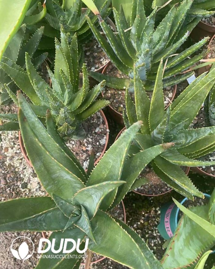 Aloe Diqi Aloe Vera - Image 3