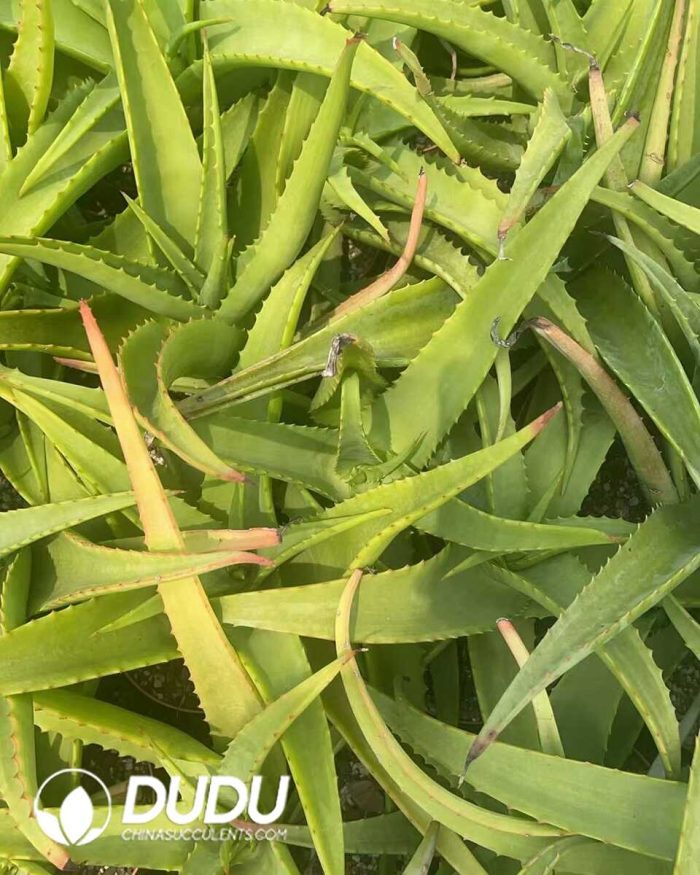 Aloe vanbalenii - Image 2