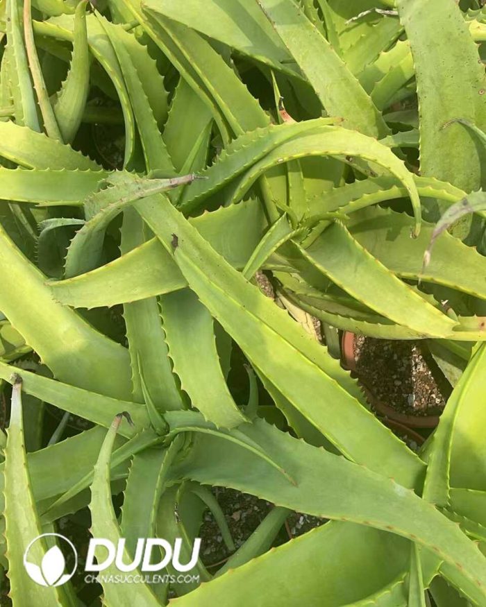 Aloe vanbalenii - Image 3
