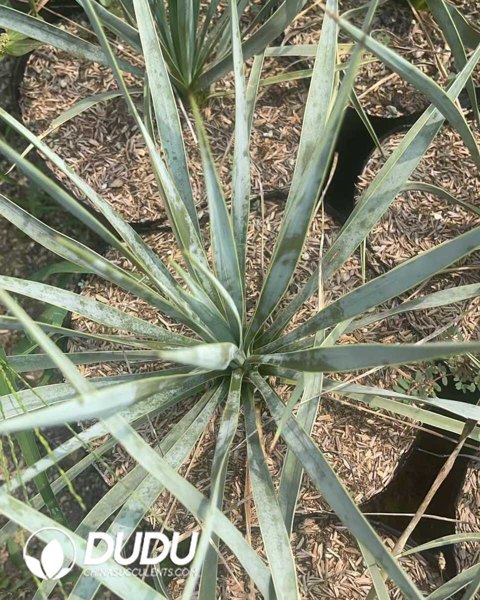 1750641299-e201.jpg Yucca scarecrow - Image 1