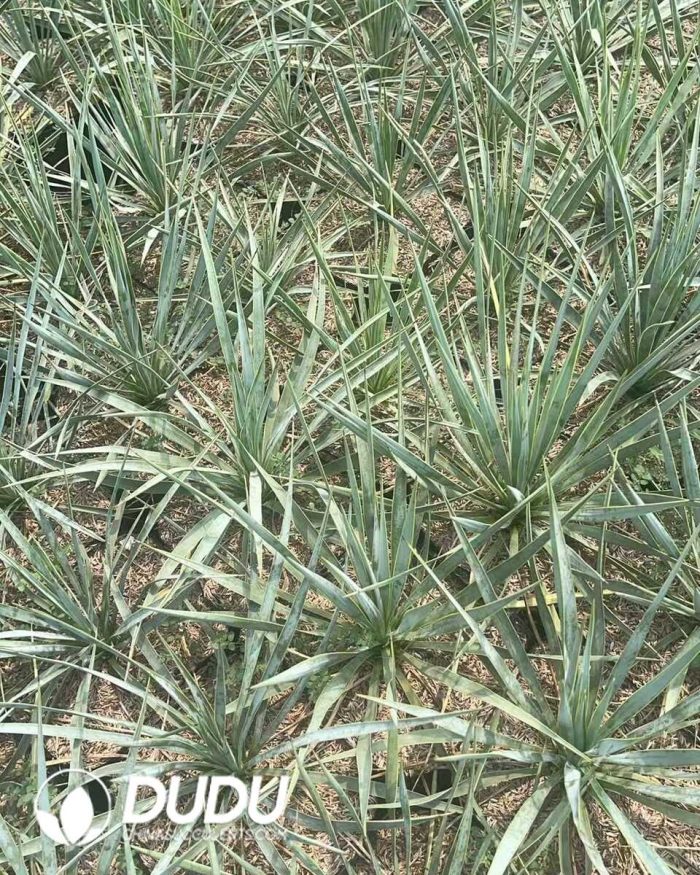 Yucca scarecrow - Image 3