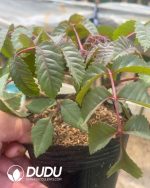 Beiselia Beiselia mexicana