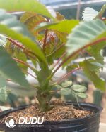 Beiselia Beiselia mexicana - Image 2