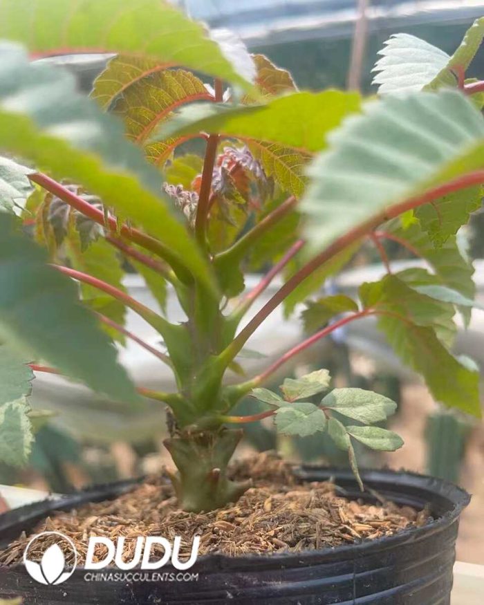 Beiselia Beiselia mexicana - Image 2