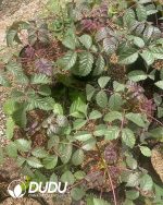 Beiselia Beiselia mexicana - Image 3