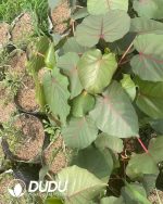 Ficus  petiolaris - Image 3