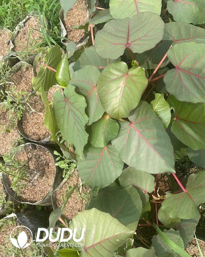 Ficus  petiolaris - Image 3