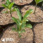 Adenium obesum - Image 2