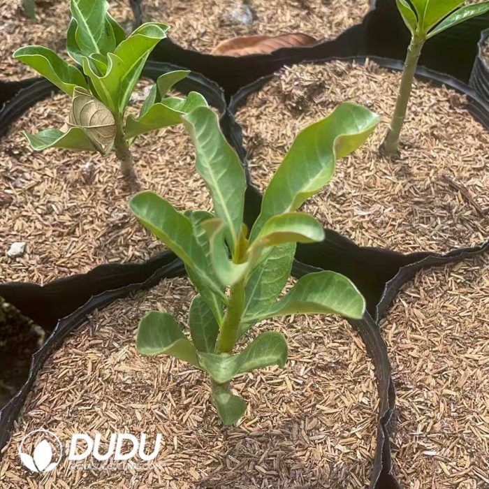 Adenium obesum - Image 2