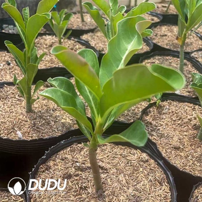 Adenium obesum - Image 3