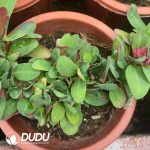 Euphorbia milii cristata - Image 2