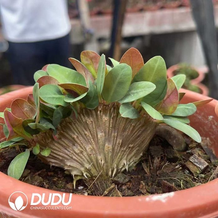 Euphorbia milii cristata - Image 3