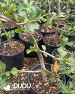 Commiphora-wightii - Image 2