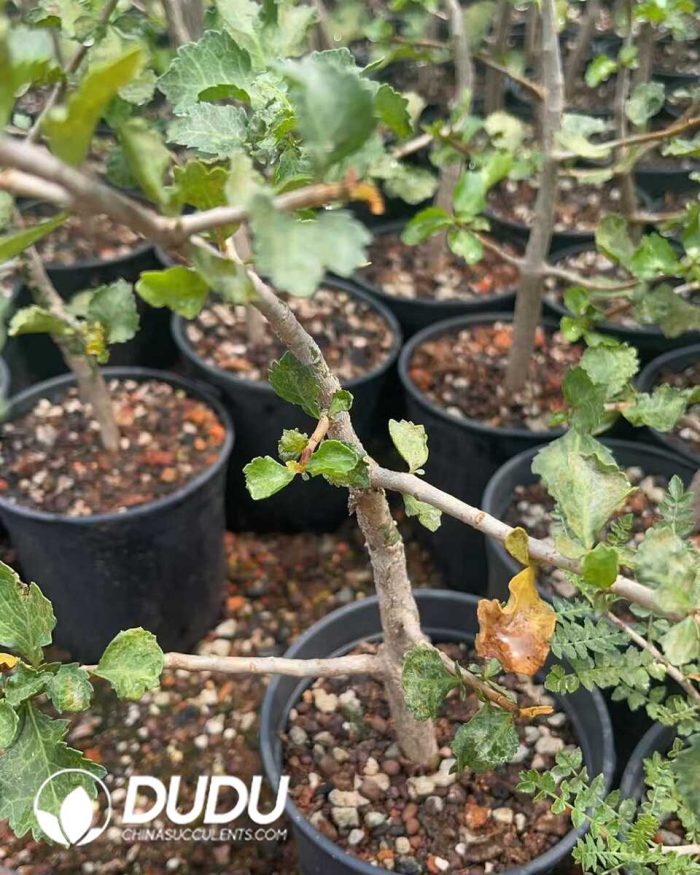 Commiphora-wightii - Image 2