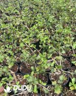 Commiphora-wightii - Image 3