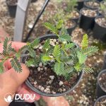 Senna meridionalis - Image 2