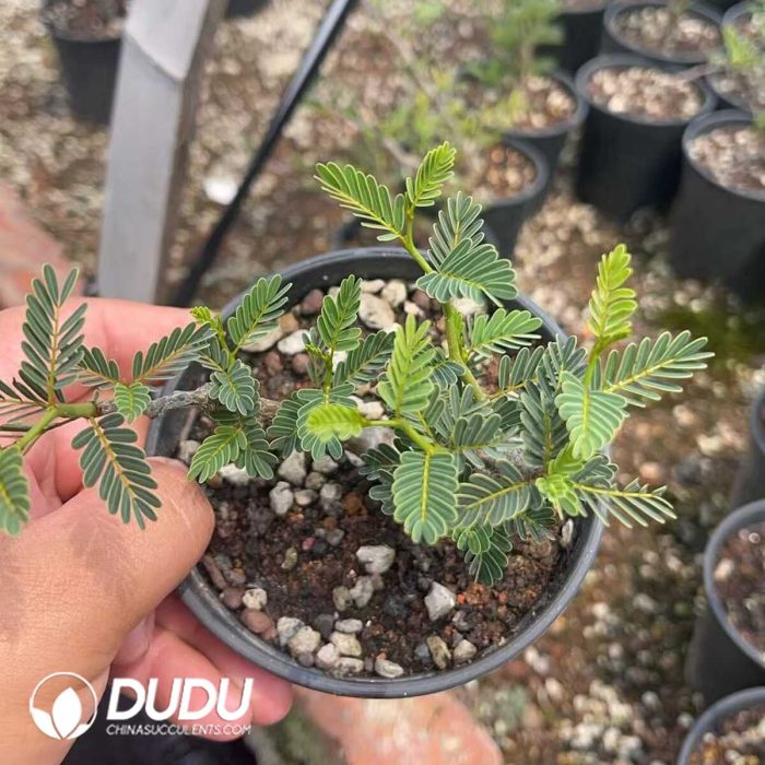 Senna meridionalis - Image 2