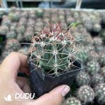 Ferocactus chrysacanthus - Image 2