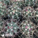 Ferocactus chrysacanthus - Image 3