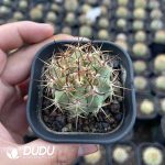 Echinocereus lindsayi