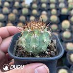 Echinocereus lindsayi - Image 2