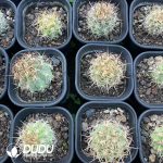 Echinocereus lindsayi - Image 3