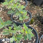 Senna meridionalis - Image 3