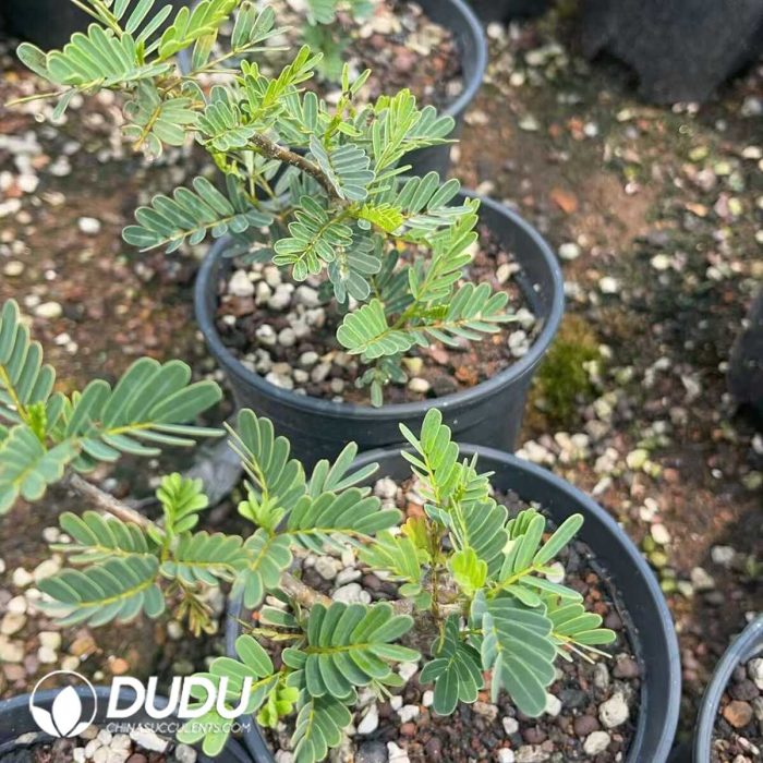 Senna meridionalis - Image 3