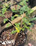 Commiphora monstruosa