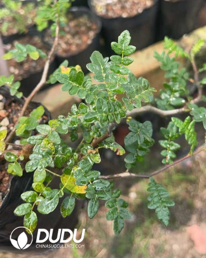 Commiphora monstruosa - Image 2