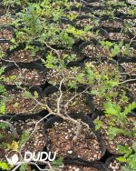 Commiphora monstruosa - Image 3